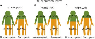 Pilot Study on Genetic Associations With Age-Related Sarcopenia